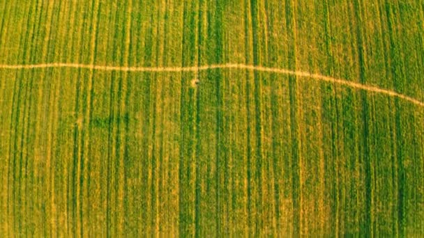 Drone vuela sobre pradera — Vídeo de stock