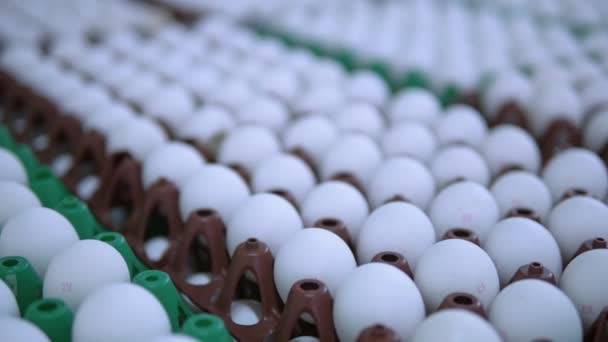 Яйца в упаковке органического земледелия — стоковое видео