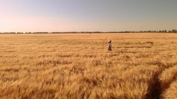 Вид с воздуха женщина турист касаясь пшеничных ушей — стоковое видео
