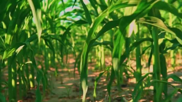 Panorama sulla pianta del mais — Video Stock