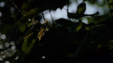 Orman bir fırtına, gündoğumu sonra Almanya'da 