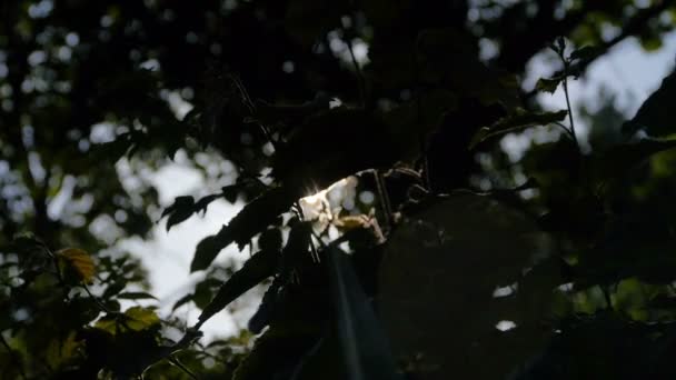 Bosque en Alemania después de una tormenta al amanecer — Vídeo de stock