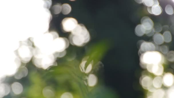 Forêt en Allemagne après une tempête au lever du soleil — Video