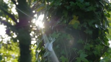  Orman bir fırtına, gündoğumu sonra Almanya'da 