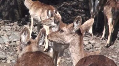Bir çiftlik yeme geyik