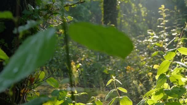 Hutan di Jerman setelah badai saat matahari terbit — Stok Video