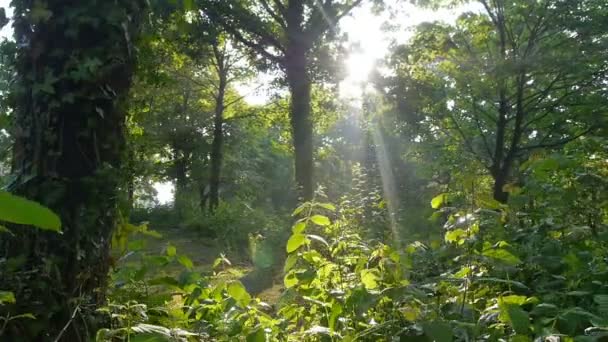 Ліс у Німеччині після бурі на сході сонця — стокове відео