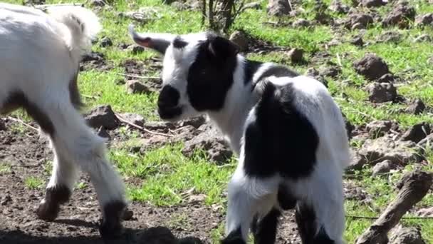 Baby goats in a farm - Middle shot — Stock Video