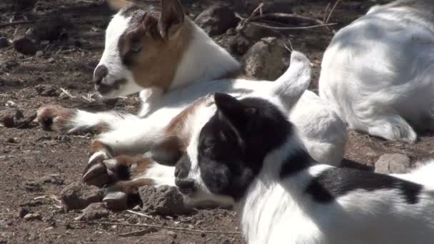 Baby geiten rusten in een farm — Stockvideo
