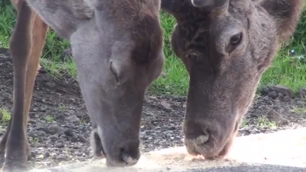 Rehe fressen Futter in einem Bauernhof — Stockvideo