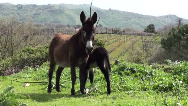 Esel und Baby in Sizilien — Stockvideo