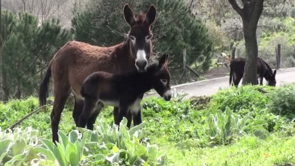 Ezel familie in een farm — Stockvideo