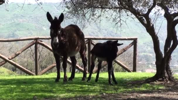 Des ânes marchent dans une ferme .