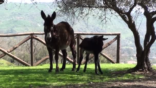 Burros camina en una granja . — Vídeo de stock