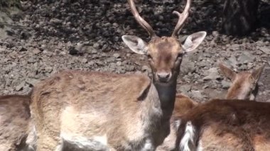 Geyik bir gruptaki grup