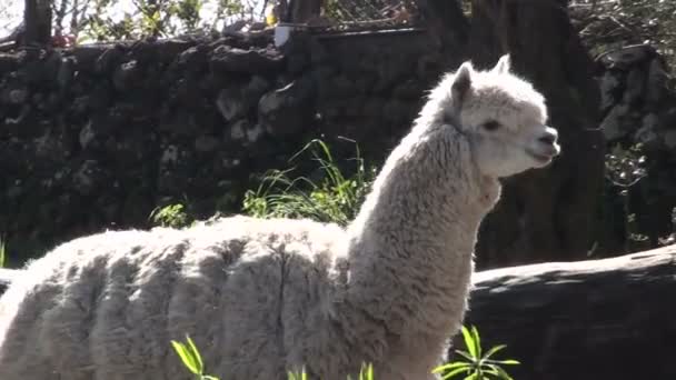 Lama auf einem Bauernhof — Stockvideo