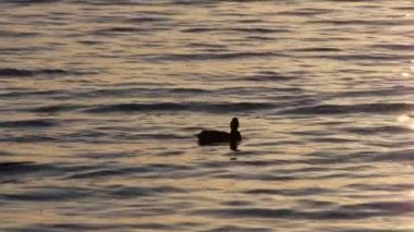 Polonya'da bir göl kenarında yalnız ördek 