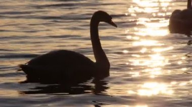  Kuğu siluetleri Polonya'da bir gölde 