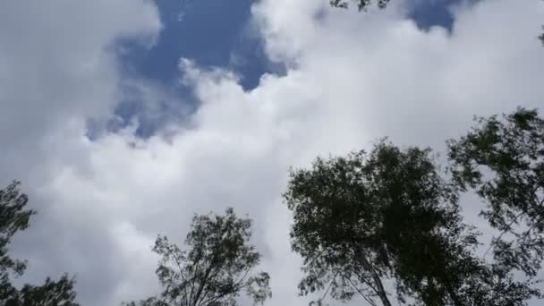 Nubes lapso de tiempo entre los árboles — Vídeos de Stock