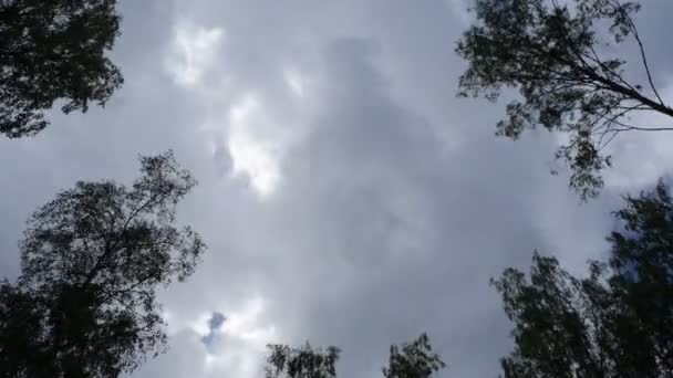 Wolken tijdspanne tussen bomen — Stockvideo