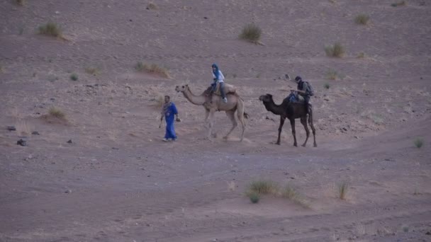 Тур на верблюдах по пустыне Фазара — стоковое видео
