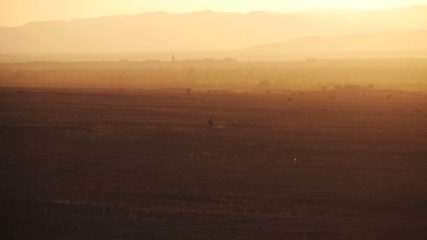 Camellos con turista en el desierto del Sahara - Marruecos — Vídeo de stock