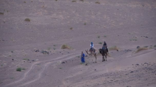Турист с гидом верхом на верблюдах в пустыне Сахара — стоковое видео