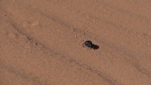 Caminhada de insetos na areia - deserto do Saara — Vídeo de Stock