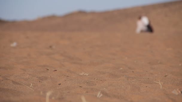 Toeristische op kameel zonder focus op het hebben — Stockvideo