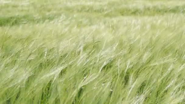 Campo de cereais verde na França em um dia ventoso — Vídeo de Stock