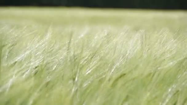 Grane hijau bergoyang dengan angin kencang  - — Stok Video