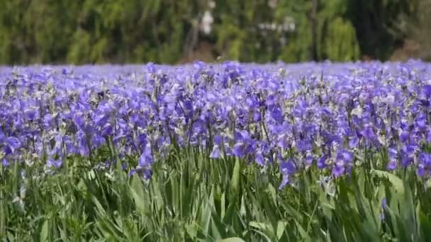 Iris teelt in Zuid-Frankrijk — Stockvideo