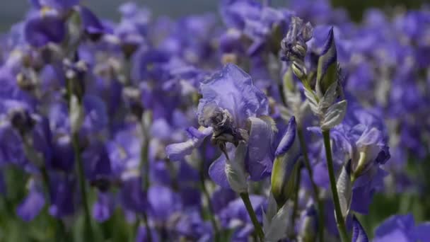 Detalle de la flor del iris en un archivo - Sur de Francia — Vídeo de stock
