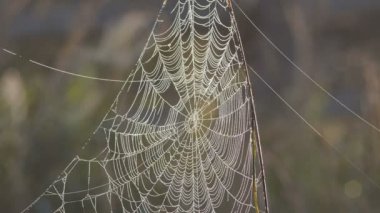Kanadalı kırsal kesimde şaşırtıcı örümcek ağı