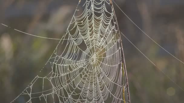 Geweldige spinnenweb op het Canadese platteland — Stockvideo