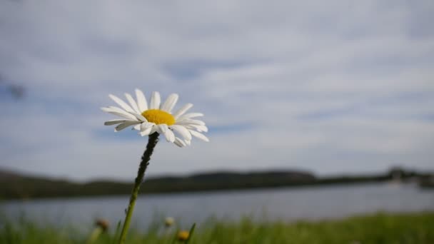 Daisy flor no campo canadense — Vídeo de Stock
