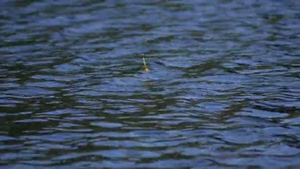 Flotteur de pêche dans un lac au Canada - Vue rapprochée — Video
