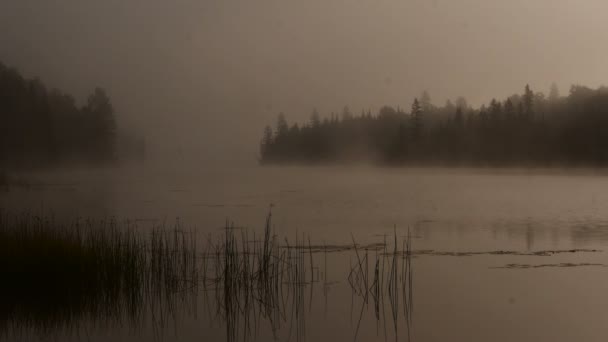 Туманное утро на озере - Канада — стоковое видео