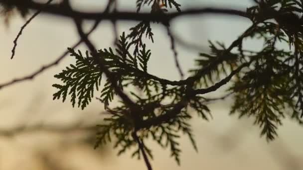 Bos op een oever van het meer - Camera dia achter de bomen — Stockvideo