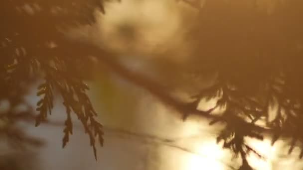Лес на берегу озера деталь - Камера слайд за деревьями — стоковое видео