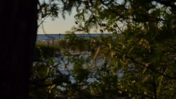 Wald in der Nähe eines Sees in Kanada - Kamerarutsche - Sonnenuntergang — Stockvideo