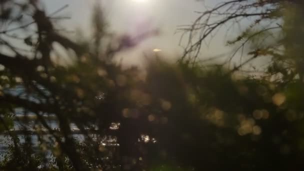 Forêt près d'un lac au Canada — Video