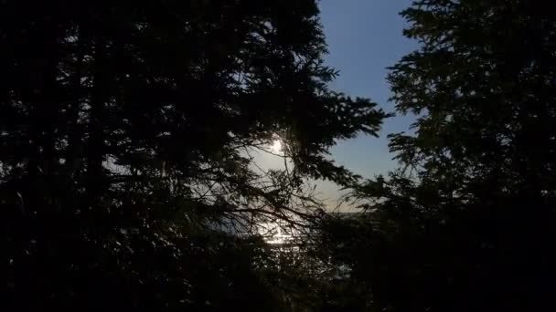 カナダの湖の近くの森 — ストック動画