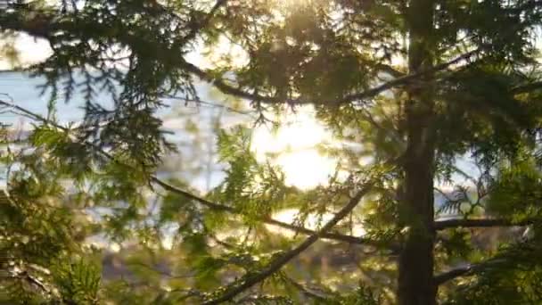 Bosque cerca de una orilla del lago — Vídeos de Stock