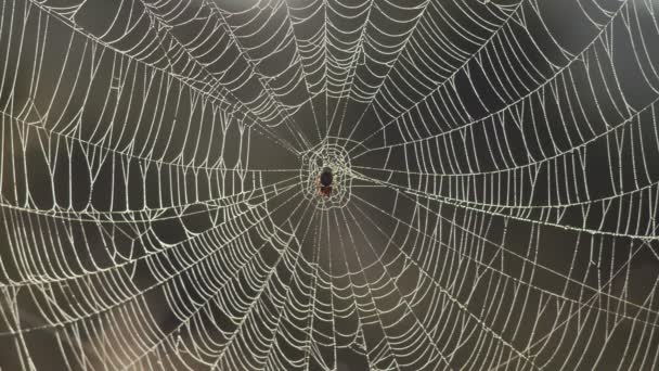 Insect gevangen in een spinnenweb — Stockvideo
