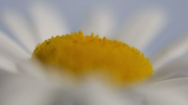 Makro einer Gänseblümchenblume — Stockvideo