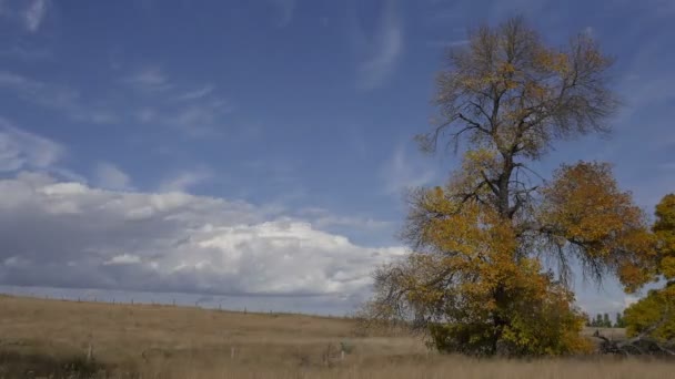 Canadian Countryside Time Lapse End Summer — Stock Video