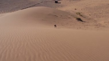 Sahra - Epagneul breton - Brittany çalıştırmak köpek