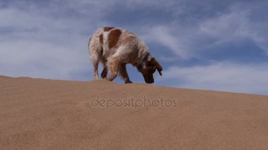 Çölde - Epagneul breton - koklayıcı bir köpek Brittany