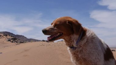 Av köpeği dinlenme - yavaş hareket - Epagneul breton - Brittany
